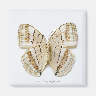 Brown Butterfly, overhead view Magnet