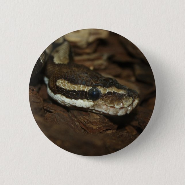 Brown Carpet Python 6 Cm Round Badge (Front)