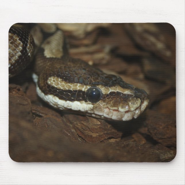 Brown Carpet Python Mouse Mat (Front)