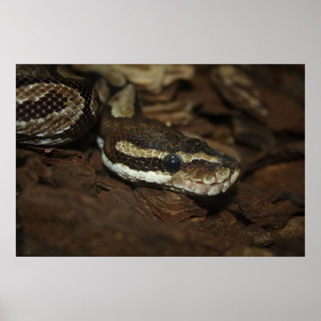 Brown Carpet Python Poster (Front)