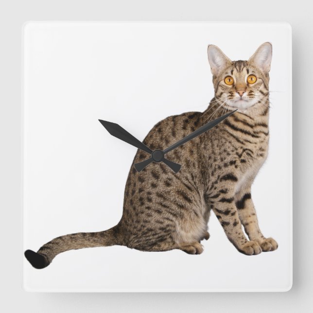 BROWN CAT DESIGN  SQUARE WALL CLOCK (Front)