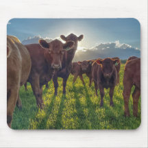 Brown Cattle in Pasture