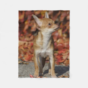 Brown Chihuahua Puppy Fleece Blanket