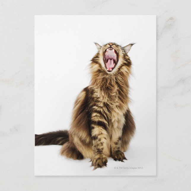 Brown Classic Main Coon Tabby Postcard (Front)
