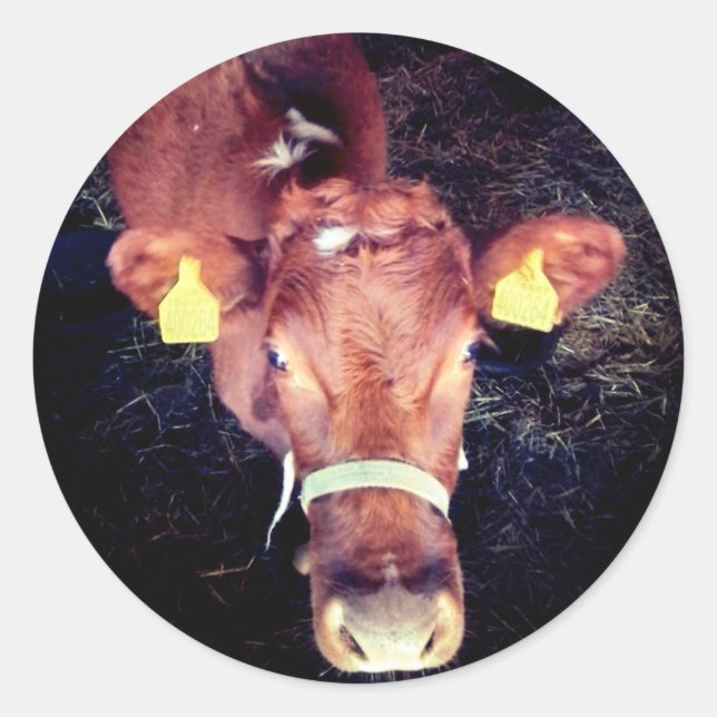 Brown cow classic round sticker (Front)