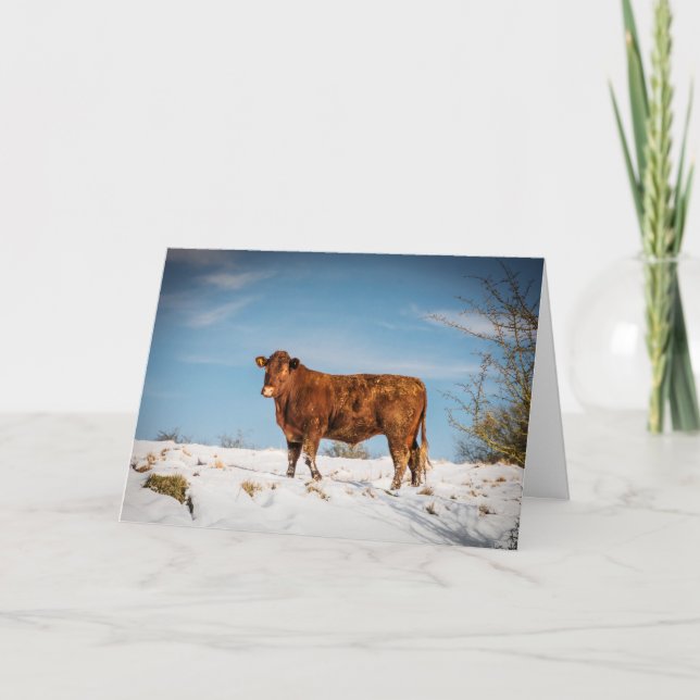 Brown cow in a snow covered field card (Front)