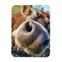 Brown Cow Super Close-Up