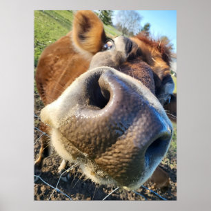 Brown Cow Super Close-Up Poster