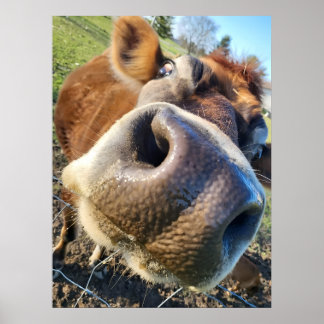 Brown Cow Super Close-Up Poster