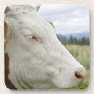 Brown cow with a sign in it?s ear on a feedlot, coaster