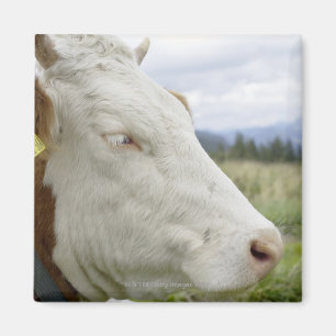 Brown cow with a sign in it?s ear on a feedlot, magnet