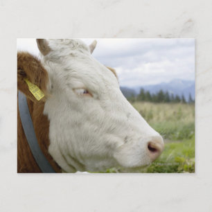 Brown cow with a sign in it?s ear on a feedlot, postcard