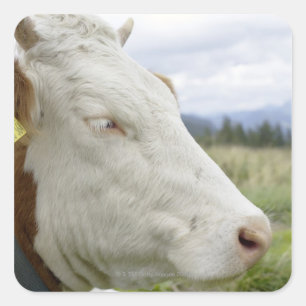 Brown cow with a sign in it?s ear on a feedlot, square sticker