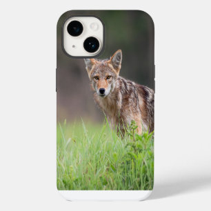 Brown Coyote, Canadian Wildlife Photography iPhone 14 Case