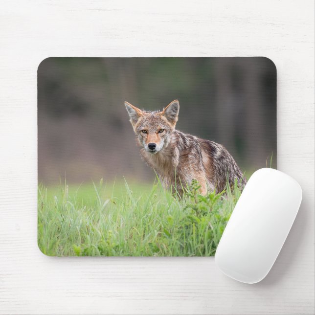 Brown Coyote, Canadian Wildlife Photography Mouse Mat (With Mouse)