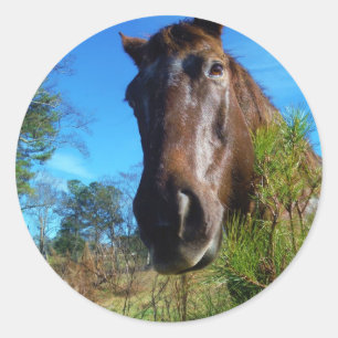 Brown & Cream Coloured Horse blue sky Classic Round Sticker
