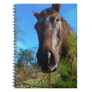 Brown & Cream Coloured Horse blue sky Notebook