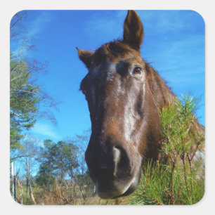 Brown & Cream Coloured Horse blue sky Square Sticker