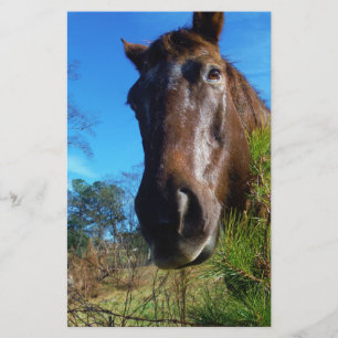 Brown & Cream Coloured Horse blue sky Stationery