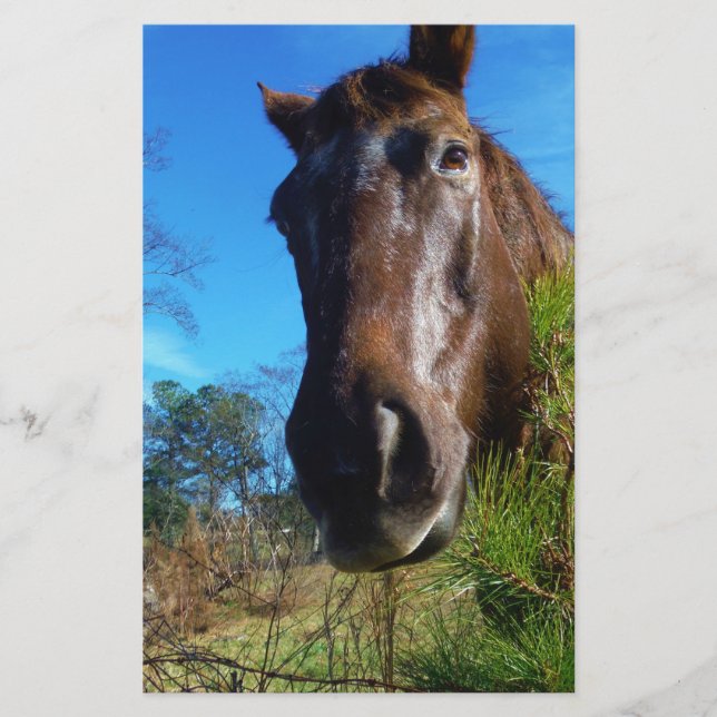 Brown & Cream Coloured Horse blue sky Stationery (Front)
