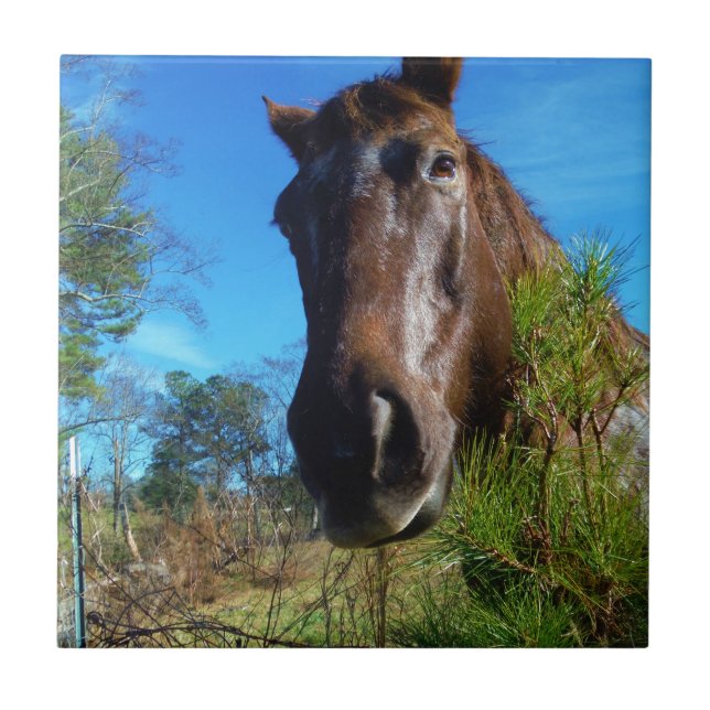 Brown & Cream Coloured Horse blue sky Tile (Front)