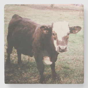 Brown Cream Cow Stone Coaster