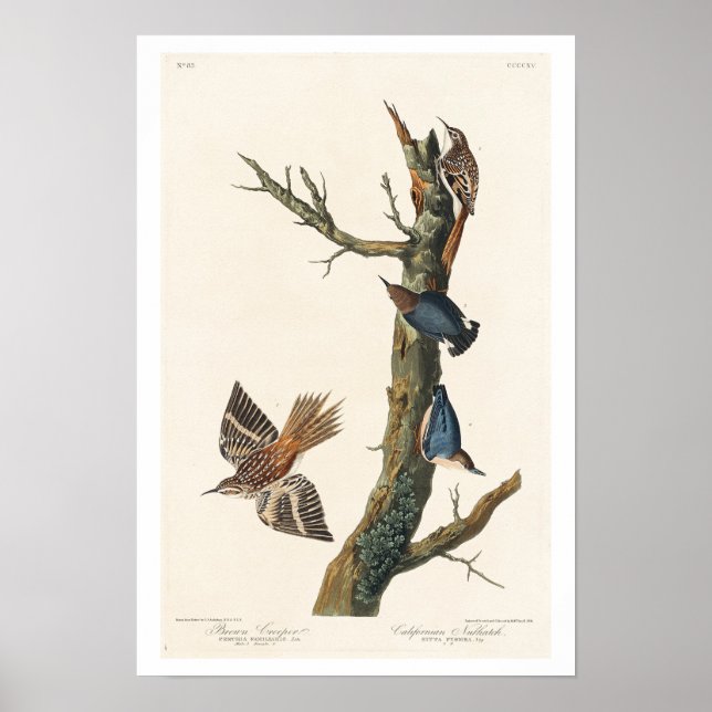 Brown Creeper and Californian Nuthatch by Audubon Poster (Front)