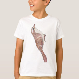 Brown Creeper bird species wildlife art