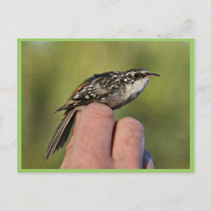 Brown creeper postcard