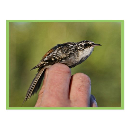 Brown creeper postcard