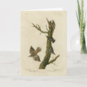 Brown Creeper, Pygmy Nuthatch from Audubon's Birds Card
