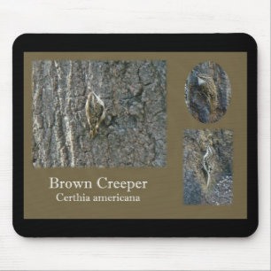 Brown Creeper Songbird Coordinating Items Mouse Mat