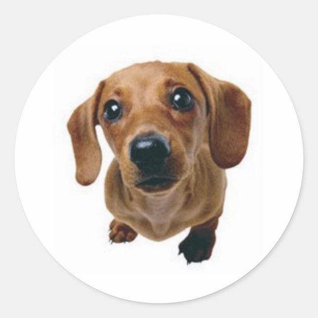 Brown Dachshund Classic Round Sticker (Front)