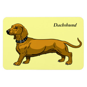 brown dachshund magnet