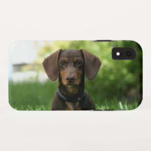Brown Dachshund Puppy iPhone XR Case