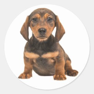 Brown Dachshund Puppy Dog Love Heart Classic Round Sticker