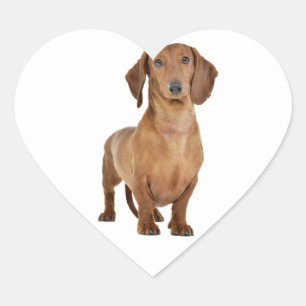 Brown Dachshund Puppy Dog Love Heart Heart Sticker