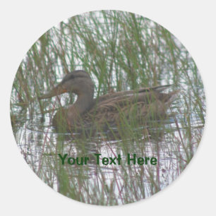 Brown Duck Nature Photography Sticker