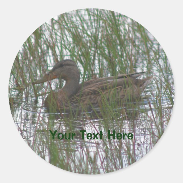 Brown Duck Nature Photography Sticker (Front)