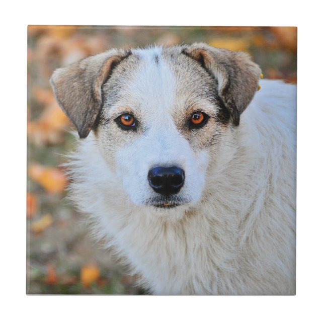Brown eyed dog tile (Front)