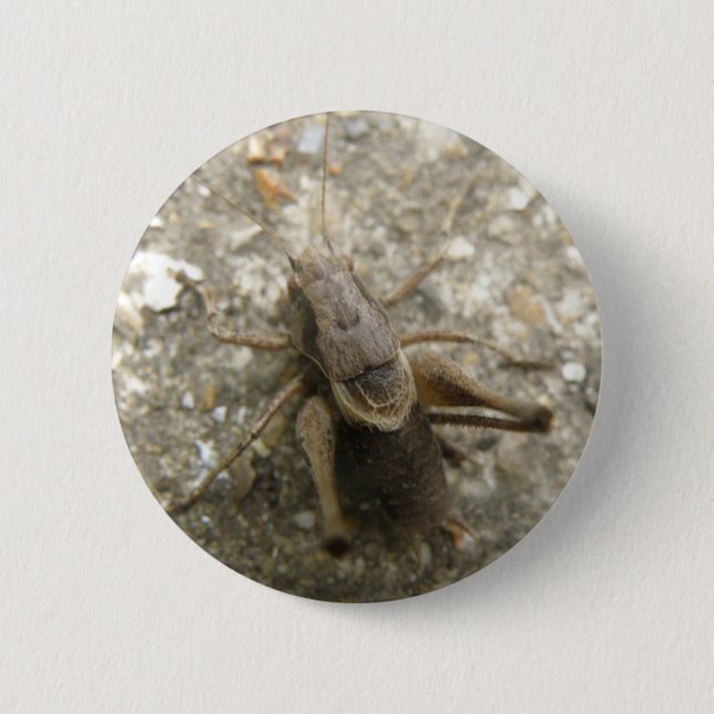 Brown Field Cricket Button (Front)