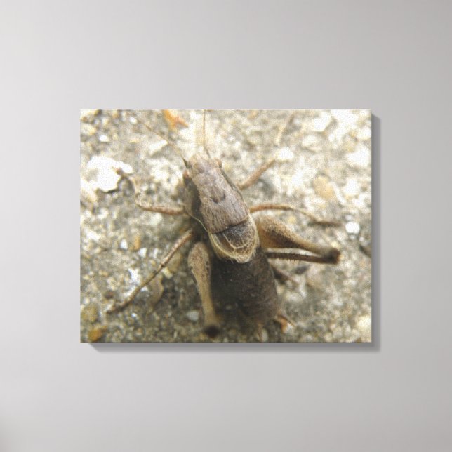 Brown Field Cricket Canvas Print (Front)