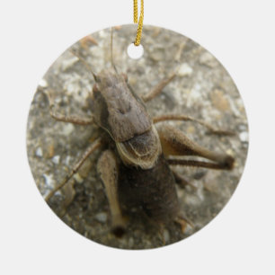 Brown Field Cricket Ornament