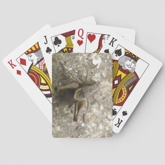 Brown Field Cricket Playing Cards (Back)
