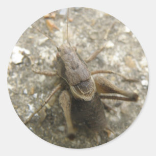 Brown Field Cricket Stickers