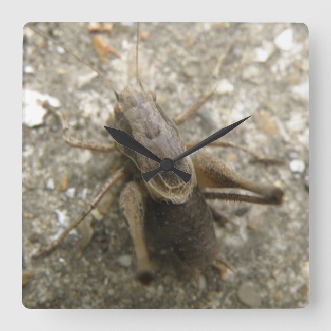 Brown Field Cricket Wall Clock (Front)