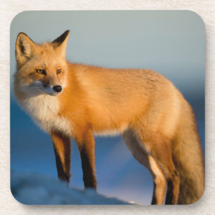 Brown Fox Beverage Coaster