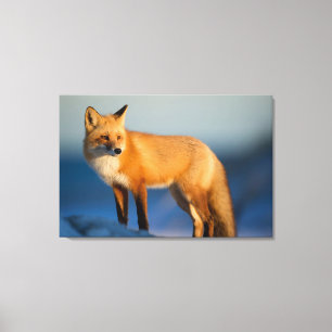 Brown Fox Canvas Print