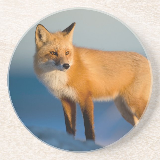 Brown Fox Coaster (Front)
