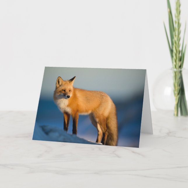 Brown Fox Greeting Card (Front)
